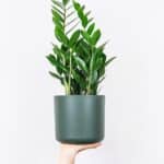 <b>Zamioculcas Reproduktion</b>