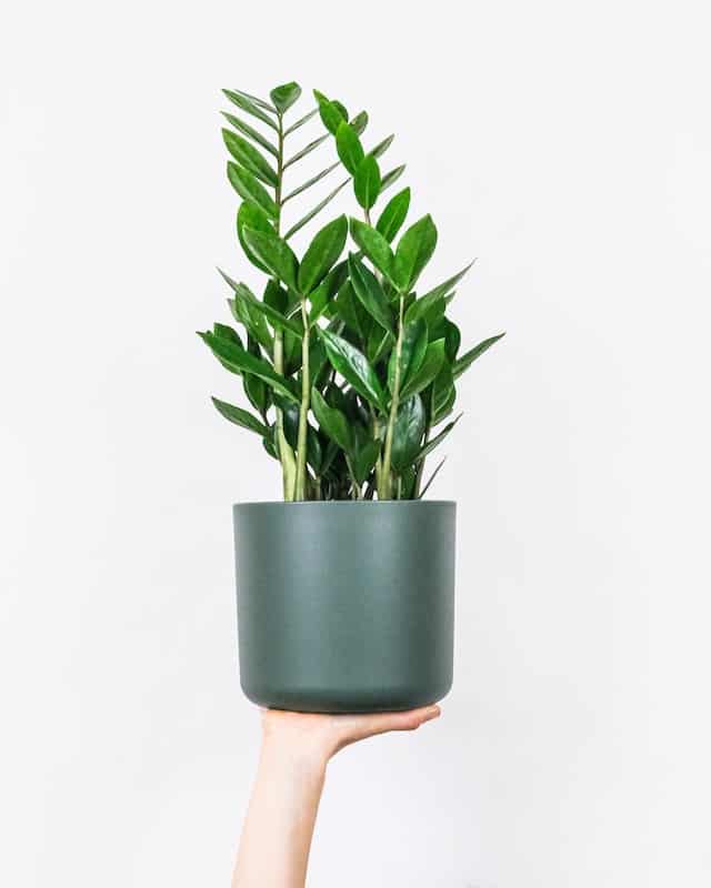 Zamioculcas 24