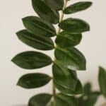 <b>Zamioculcas Ανθοφορία</b>