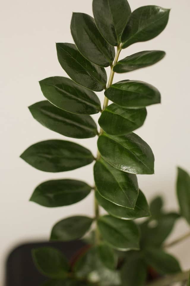 Zamioculcas 6